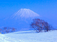 Niseko 回転寿司オープニングスタッフ募集！