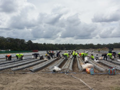 Caboolture Strawberry is start