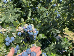 We are hiring blueberry picker