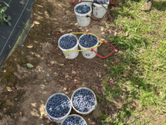Hiring blueberry pickers！