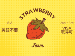 🍓いちご農場で2nd・3rdビザ取得しませんか？英語不要