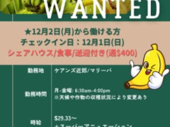 【ファームジョブ求人!!🍌】※セカンド/サードワーホリビザ