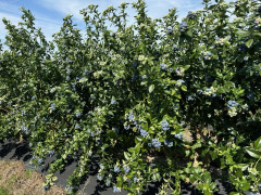 Hiring Berry Pickers Wanted