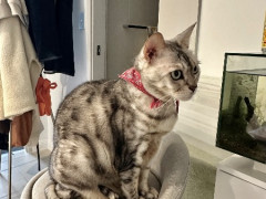 Silver Bengal Cat for Rehome