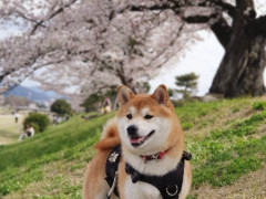 犬を日本へ連れて行くお手伝いします（リモート対応可）