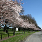 ニュージーランドから桜の便り