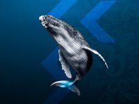 10月のシドニーイベント／世界最大の動物クジラに会いに行こう