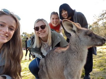 モリセットパーク（シドニー近郊）で野生のカンガルーに無料で会いに行こう