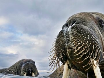 3月のシドニーイベント／野生動物を映す最高峰の写真展