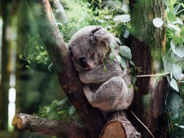 夜の動物園で光のイルミネーションを散策しよう！